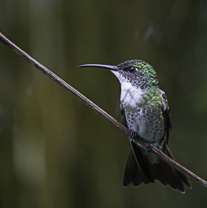 White-chested Emerald, Asa Wright Nature Center, Trinidad